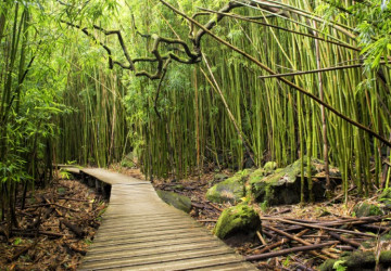 bambu ağaçları içerisindeki…